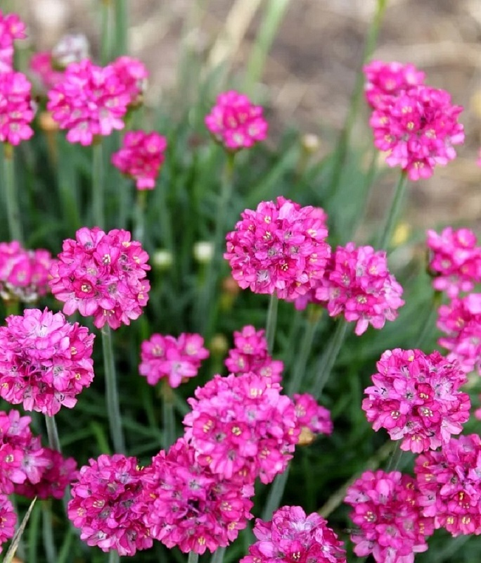 Армерия приморская Лаучена Дип Пин 1 шт Р9